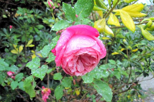Ma3 -Rose & pluie
