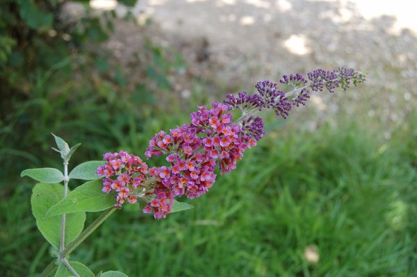 650 - jardin devant 16
