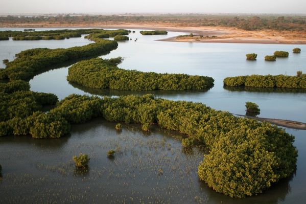 024b.mangrove