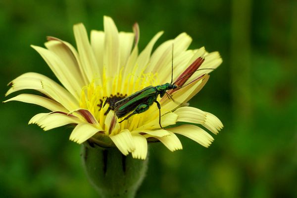 oedemeridae1.jpg