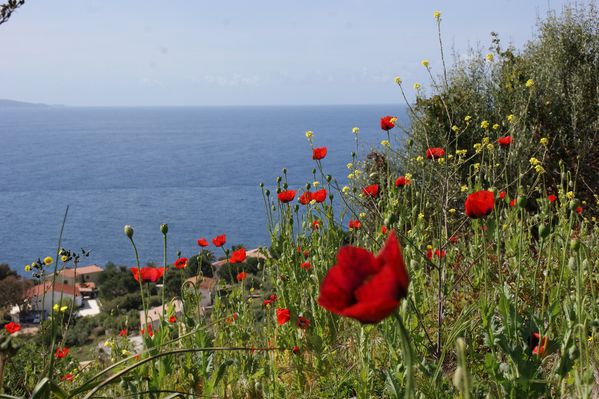Corse cargese coquelicot