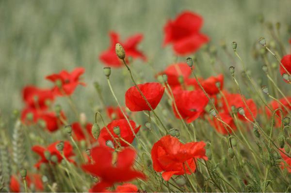 coquelicot (8)