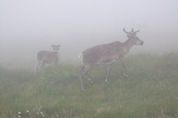 120 rennes brouillard