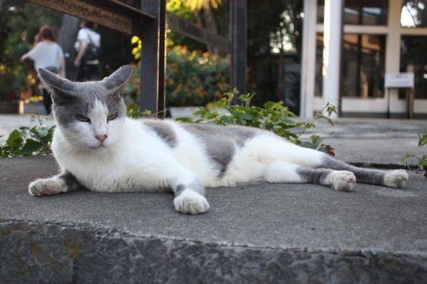 Chat à Tokyo