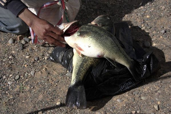 poisson-Bivouac-vers-Ouarzazate-050--2-.jpg