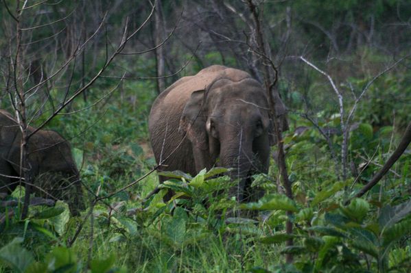 Sri Lanka J03 3 Elephants04