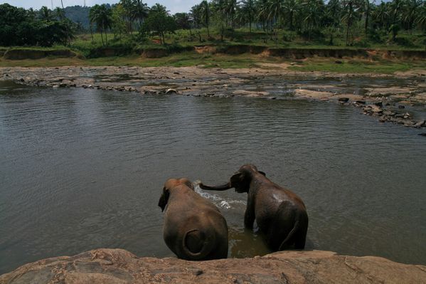 Sri Lanka J05 2 Elephant05