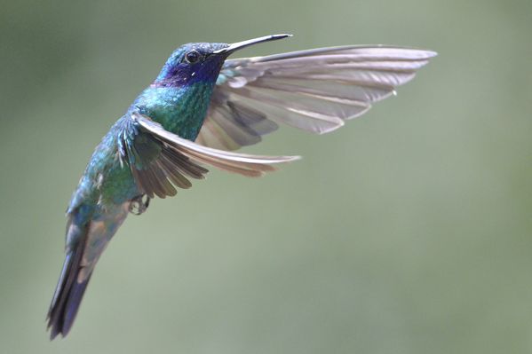 Sparkling Violetear San Francisco Colombia 1210 DSC4737 web