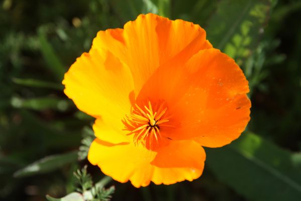 Plantes-6377--Le-pavot-de-Californie--Eschscholzia-californ.jpg