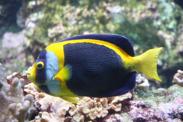 Aquarium-de-La-Rochelle-312-jpg