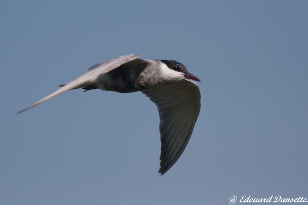 Guifette moustac, camargue, aout 2010 mail-8