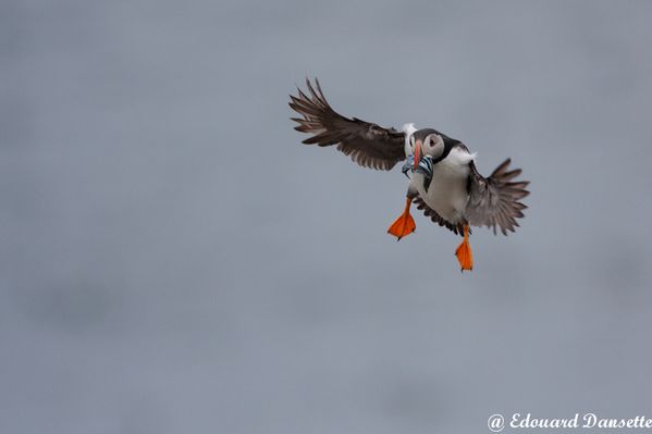 Macareux, farnes, juin 2010 mail-57