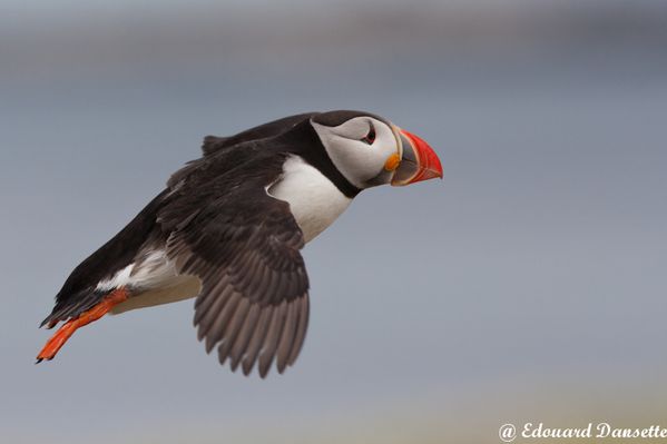 Macareux, farnes, juin 2010 mail-344