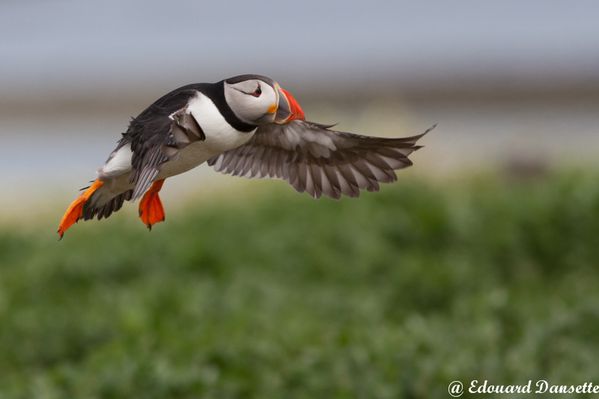 Macareux, farnes, juin 2010 mail-391