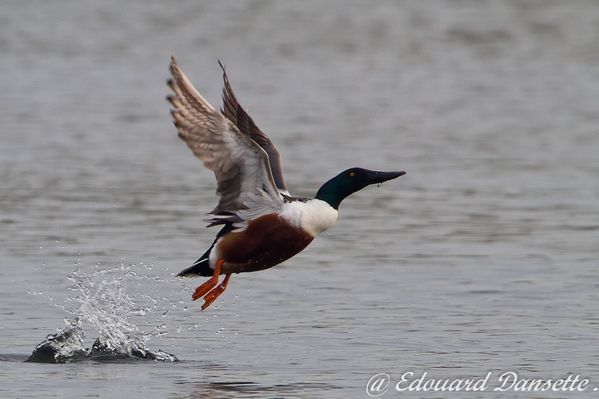 Canard souchet, hondschoote, mars 2011 mail-7315