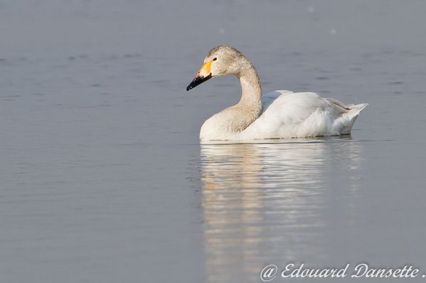 Cygne sauvage, hondschoote, mars 2011 mail-7587