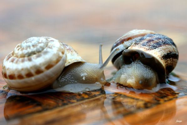 escargot.jpg