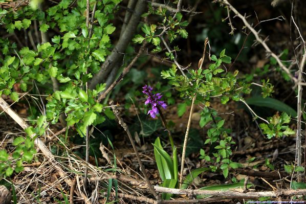 Orchidée sauvage, Orchis mascula (1)