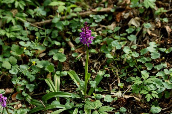 Orchidées sauvages (3)
