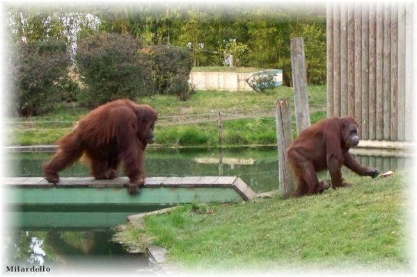 rm-pb-orang-outang-6.jpg