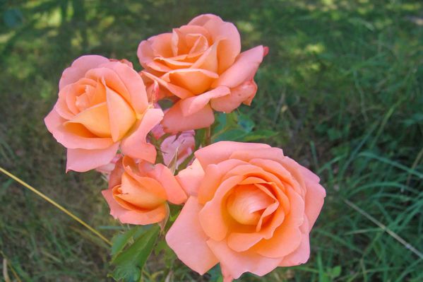 DSC00655-roses.jpg