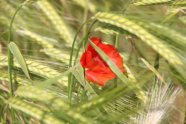 Chabeuil-014a.jpg