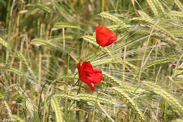 Chabeuil-016a.jpg