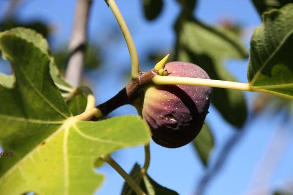 figues-028.jpg