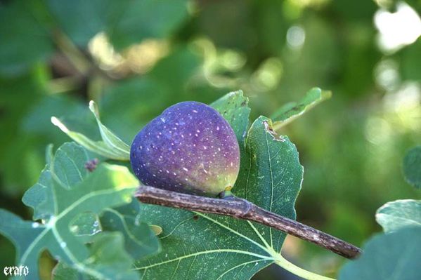 figues-036.jpg