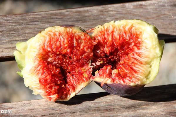 figues-037.jpg