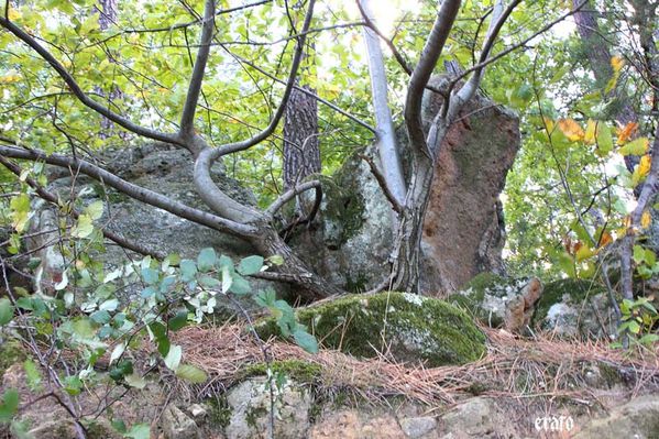 chataigneraie-049.jpg