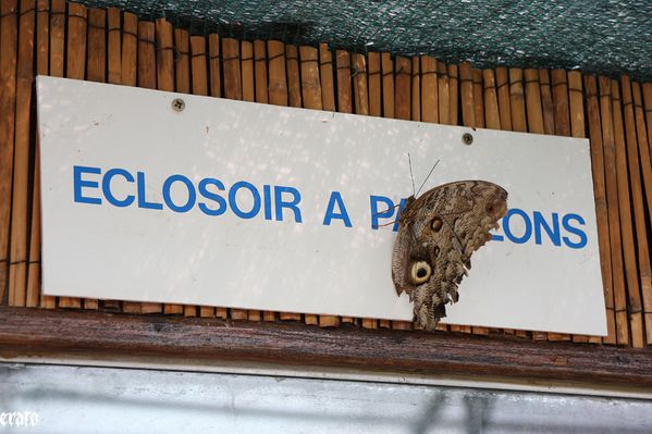 recueil-50-1495.jpg