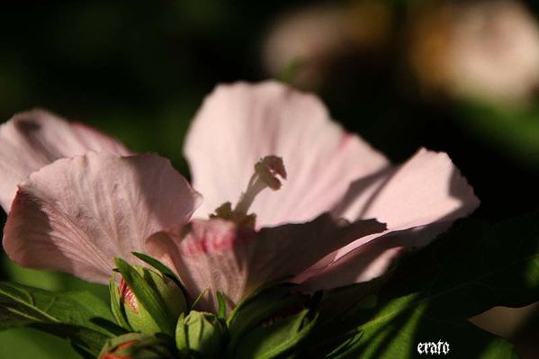 hibiscus-012.jpg