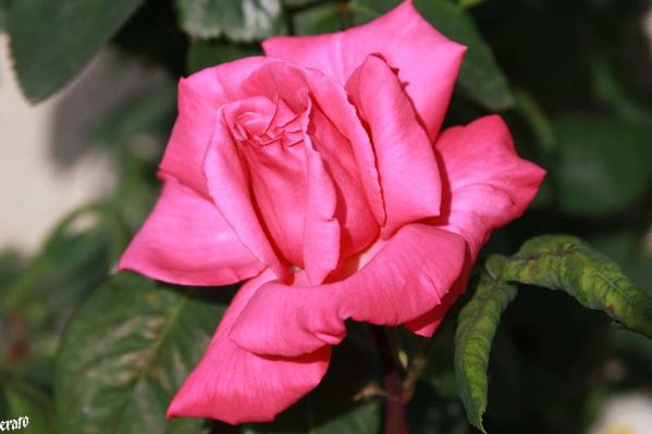 recueil-71-1232.JPG