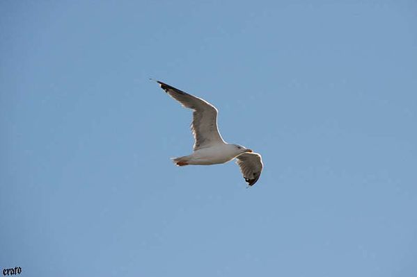 recueil-74-3959.JPG