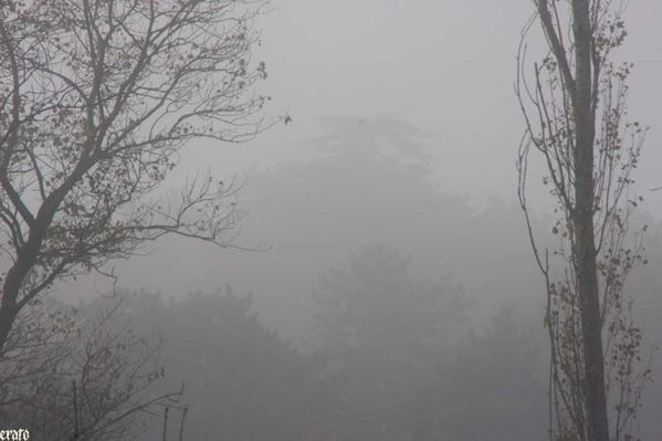 brouillard-toiles-araignees-004.jpg