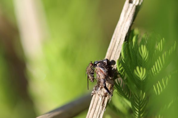 utilité de la mouche