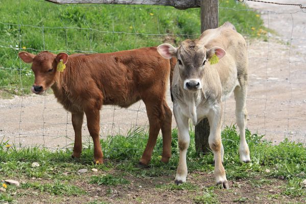 2010.04.17-Poncione-di-Arzo 3178