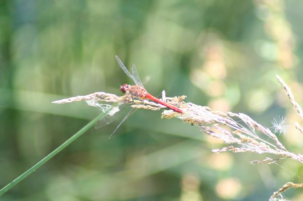 sympetrum 1