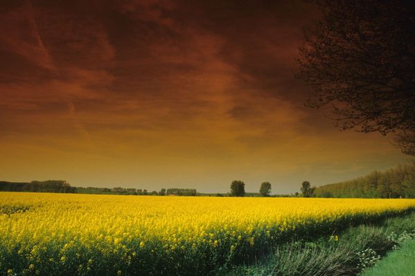 Pas d'erreur, c'est... le greenwashing selon Lesieur