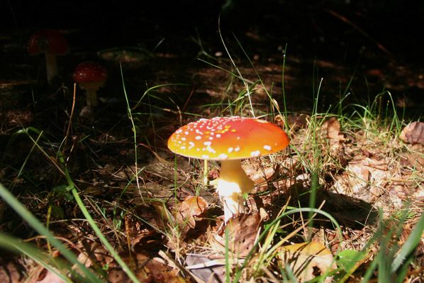 121019 Automne 026