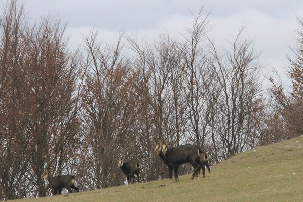 121221 Chamois 010