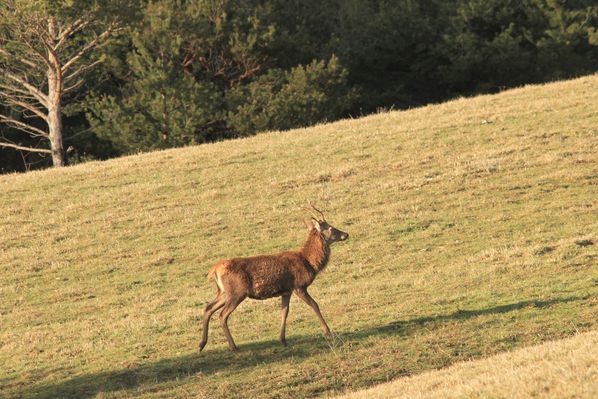 130308 Biches Chevreuil 052