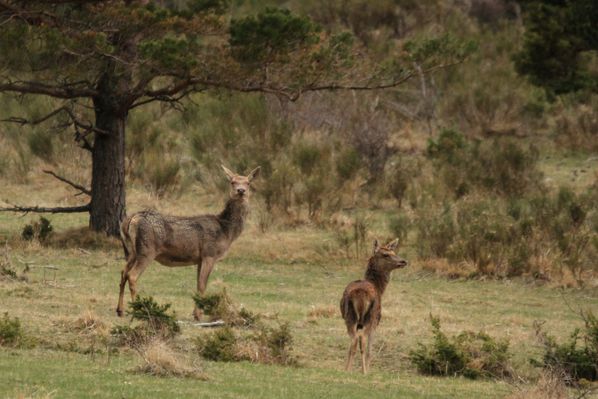 130411Cerfs 059