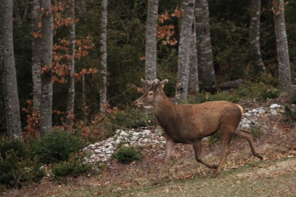 130411Cerfs 064