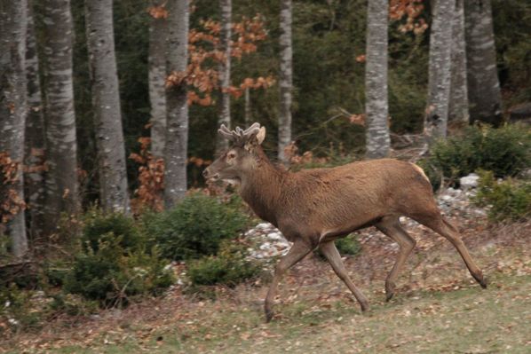 130411Cerfs 065
