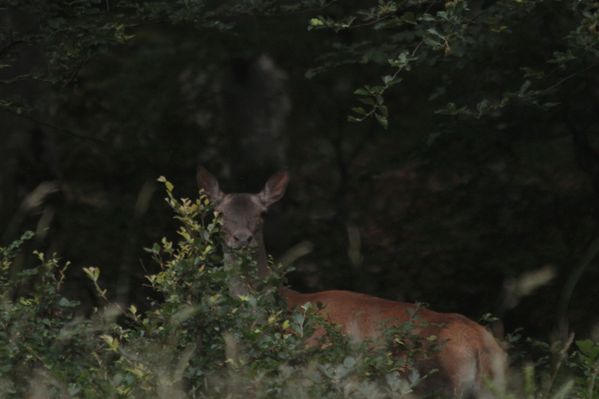 130717 Biche 006
