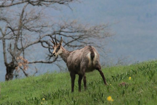 2014-04-18 Chamois 049