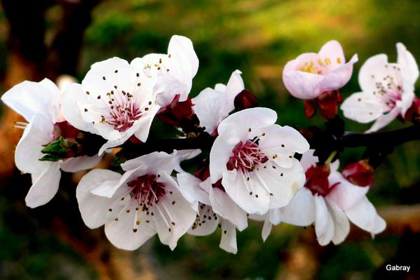 n05---Des-fleurs.JPG