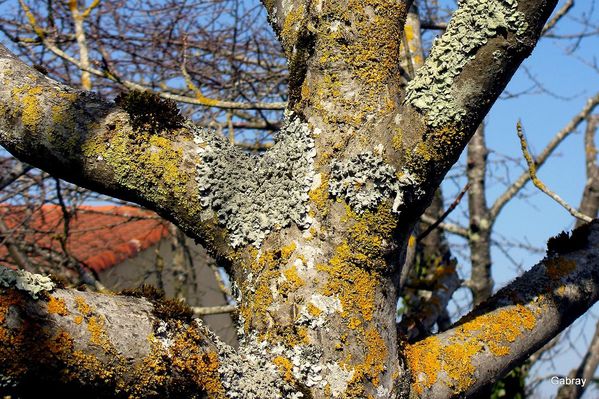 u02---Couvert-de-lichen.JPG